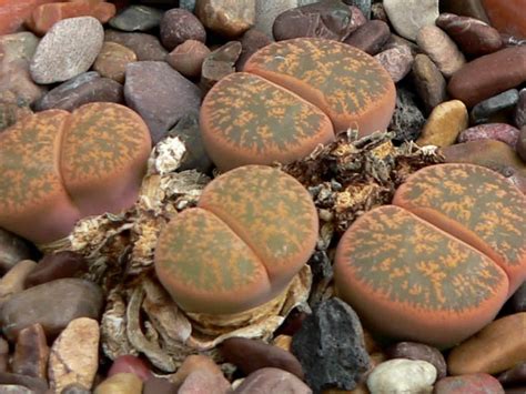 Lithops lesliei (Living Stone) | World of Succulents