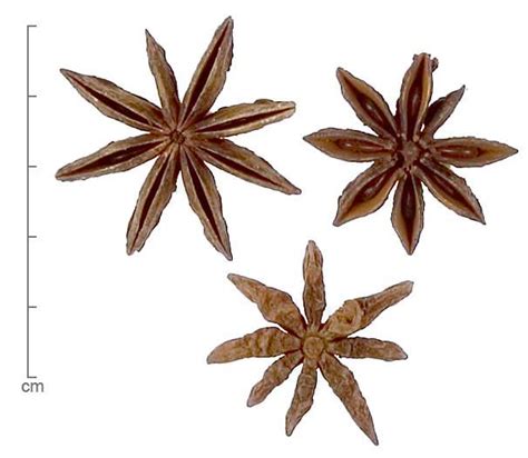 Illicium spp. | Dried Botanical ID