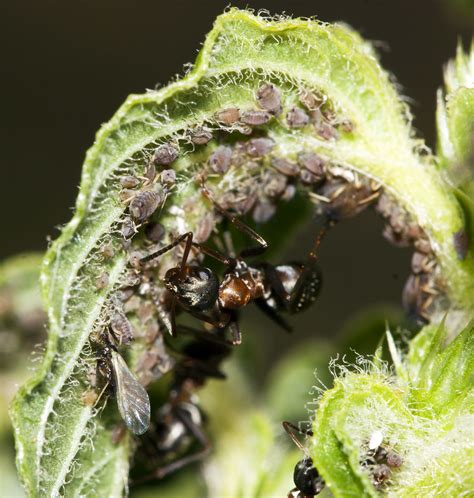 Ants farming Aphids | From Wikipedia: Some species of ants "… | Flickr