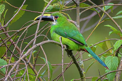 White Throated Toucanet Las Hermosas Chaparral Tolima Colombia Photograph by Adam Rainoff