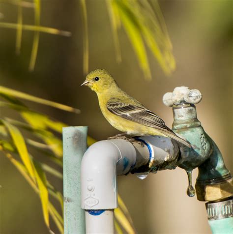 Lesser Goldfinch - Owen Deutsch Photography