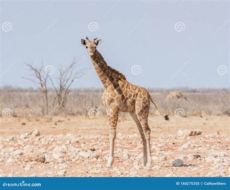 Baby Giraffe stock image. Image of brown, arid, african - 160275355