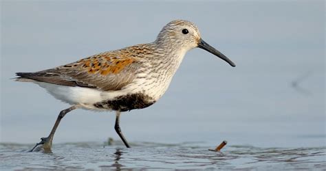 Dunlin Overview, All About Birds, Cornell Lab of Ornithology