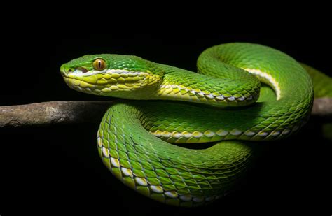 reptile, Snake, Animals Wallpapers HD / Desktop and Mobile Backgrounds