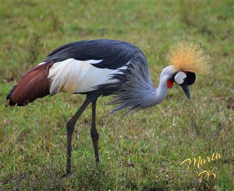 African Grey Crowned Crane | African grey, Masai mara kenya, Masai mara national reserve