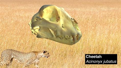 Cheetah skull with long sharp canines - 3D model by Evans EvoMorph Lab ...