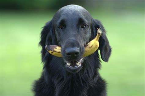 Are bananas a safe treat for dogs? | FirstVet