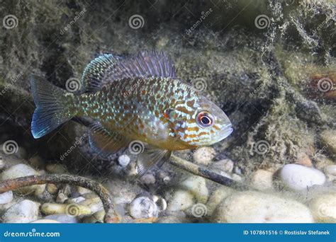 Pumpkinseed, Lepomis Gibbosus, Underwater Photography Stock Photo - Image of perciformes ...