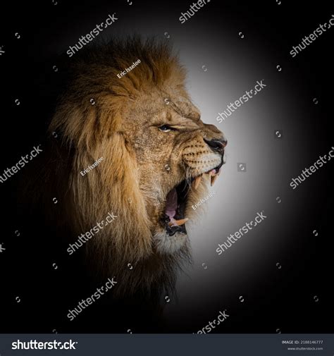 Male Adult Lion Roaring Showing His Stock Photo 2188146777 | Shutterstock