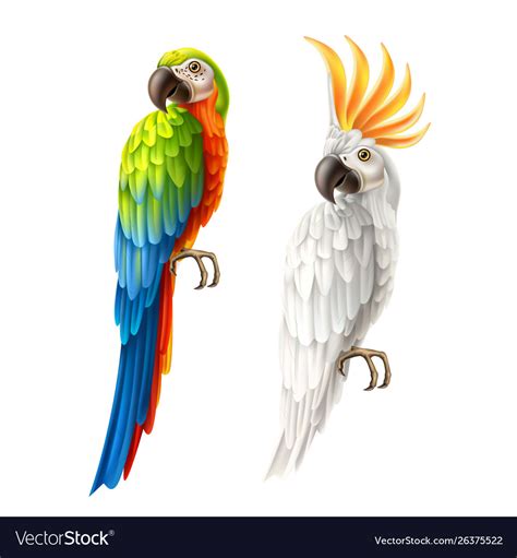 Realistic parrots macaw and cockatoo set Vector Image