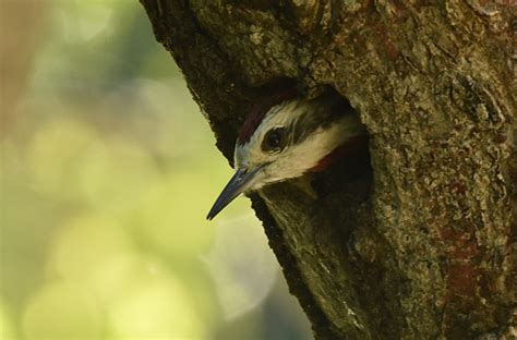 Cuba – Endemic Birds