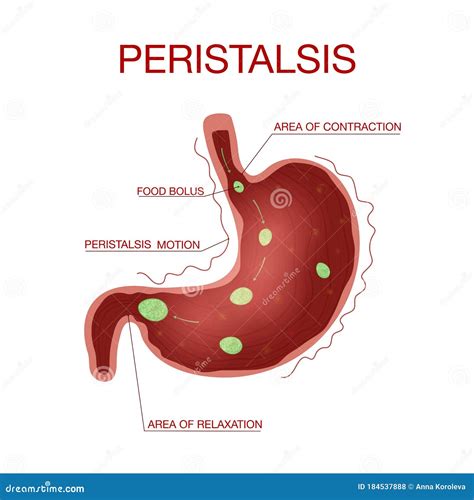 Digestion And Peristalsis. Gastrointestinal Peristalsis Diagram. Human Digestive System Stock ...