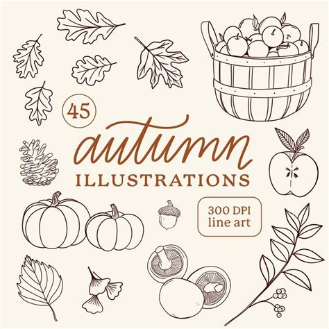 Autumn Illustrations Fall Harvest Line Drawings Clipart PNG Pumpkin Leaves Foliage Apple Picking ...