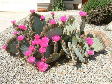 Opuntia basilaris - Beavertail Prickly Pear Cactus | PlantMaster | Opuntia basilaris, Flower ...