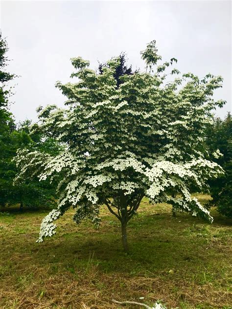 Venus Dogwood For Sale Online | The Tree Center