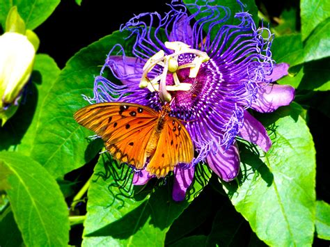 Butterfly on Passion Flower | Anthony Armenia | Flickr