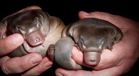 Can You Have A Platypus As A Pet? (Should You?) - UntamedAnimals.com