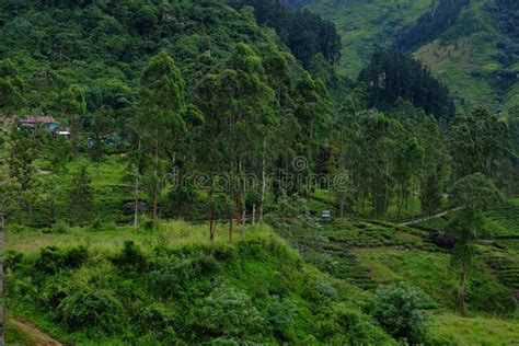 Nuwara Eliya Tea Plantations. Sri Lanka Stock Image - Image of inside ...