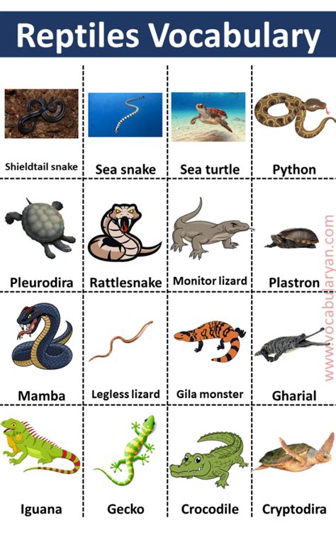 60+ Reptiles Names List in with Pictures – VocabularyAN