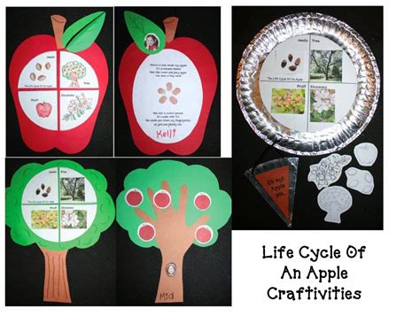 Free Printable Apple Life Cycle Printable