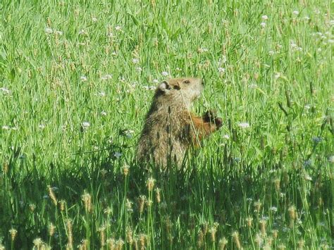 What is a Marmot?. Wednesday Wings Week #9 | by Allisonn Church ...