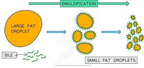 Emulsification of Fats & Oils | Cambridge O Level Biology Revision ...