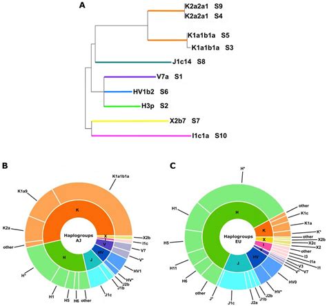 Mitochondrial DNA haplogroups of the ten studied skeletal remains ...