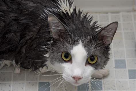 Flea Bath | Cats love being wet | John Grimm | Flickr