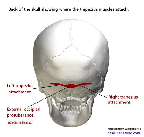 Bump On Back Of Skull