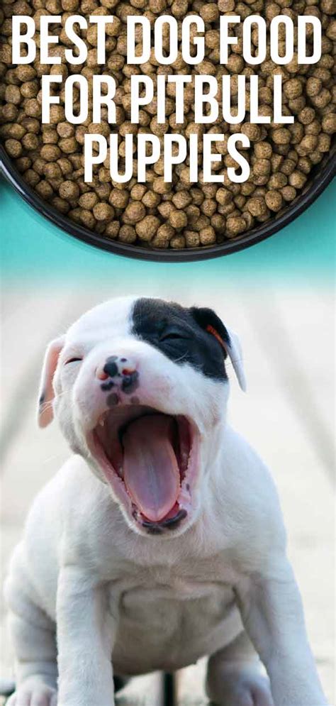 Best Dog Food For Pitbull Puppies - The Healthiest Choices For Your Pup