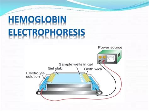 PPT - Hemoglobin Electrophoresis PowerPoint Presentation, free download - ID:2372442