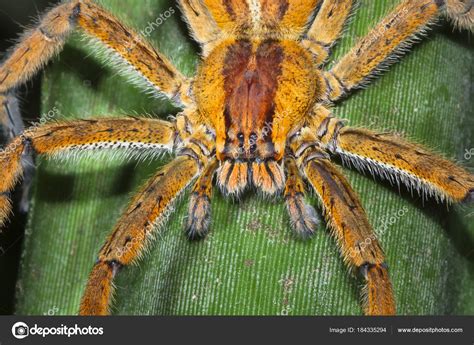 Brazilian Wandering Spider / Brazilian Wandering Spiders Bites Other Facts Live Science / It’s ...