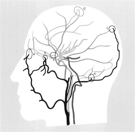 Collateral circulation definition, coronary collateral circulation & collateral circulation brain