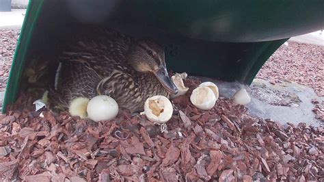 Our Baby Ducks Hatched Today! - YouTube