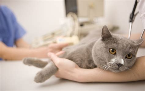 Veterinarian Near Me | Calming Your Fearful Feline