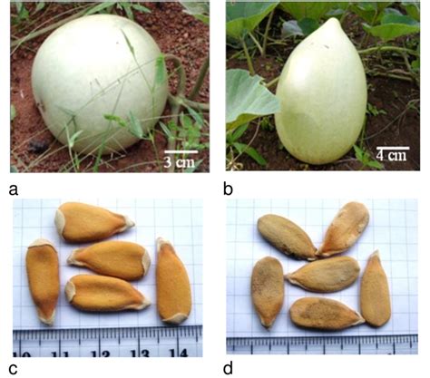 Fruit and seeds of the edible-seeded Lagenaria siceraria. a: stem with... | Download Scientific ...