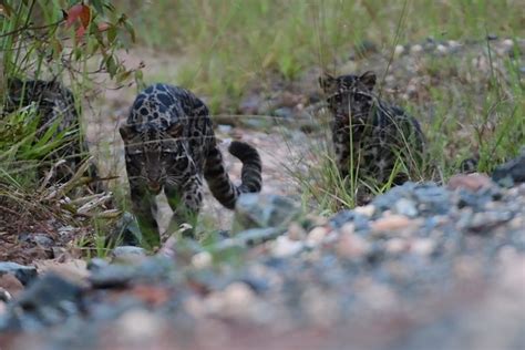 WATCH: Rare sighting of mother Sunda clouded leopard and cubs caught on film