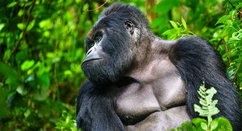 Virunga National Park | Congo Safari Tours | Explore Virunga