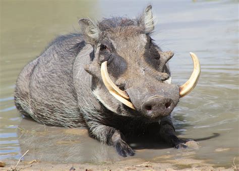 Warthog - African Wildlife - Hog Summer Swim by LivingWild on DeviantArt