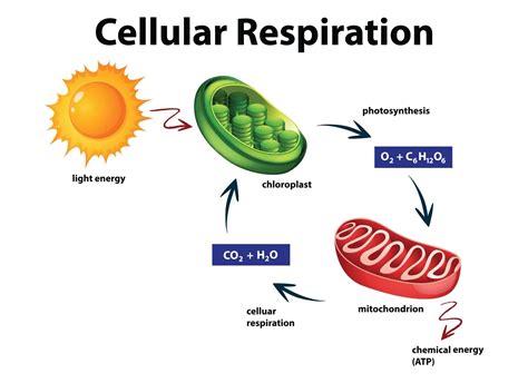10 Surprising Facts About Cellular Respiration - Facts.net