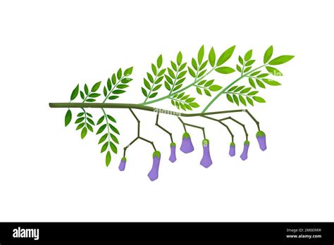 Jacaranda mimosifolia flower Stock Vector Images - Alamy