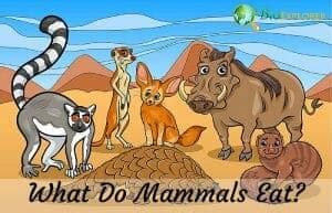 What Do Mammals Eat? | Mammals Diet By Species | Biology Explorer