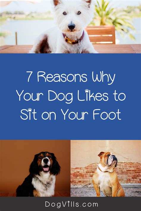 7 Reasons Why Your Dog Likes to Sit on Your Foot in 2022 | Dog behavior, Dogs, Dog behavior training