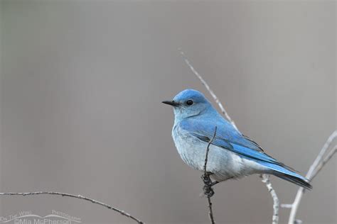 Low light adult male Mountain Bluebird – On The Wing Photography