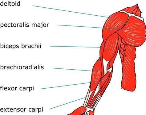 Muscles Of The Arm Laminated Anatomy Chart | lupon.gov.ph