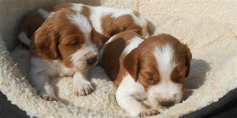 Welsh Springer Spaniel Info, Temperament, Puppies, Pictures