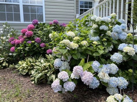 Welcome to My Hydrangea Garden Tour | Sand and Sisal | Hydrangea garden ...