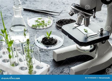 Scientific Research Plants and Soil in Microbiology Laboratory with ...