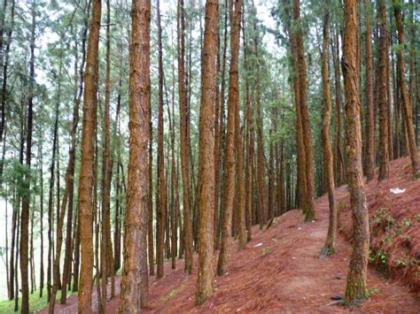 Vagamon Pine Forest - 2020 All You Need to Know BEFORE You Go (with Photos) - Tripadvisor