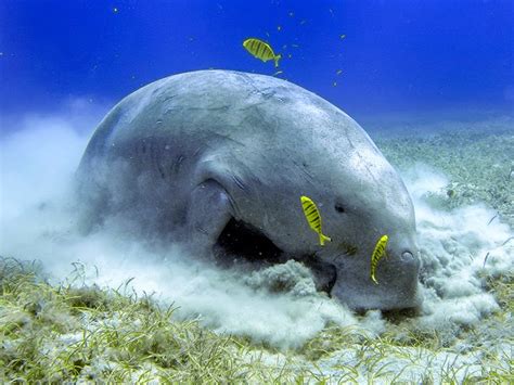 Standing up for the Dugong, in Costumes and in Court - Earthjustice